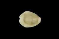 藏品(黃寶螺)的圖片